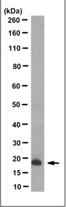 MilliporeSigma Mouse anti-Ninjurin-1/NINJ1, Clone: 12H6.1, 100&mu;g:Antibodies,
